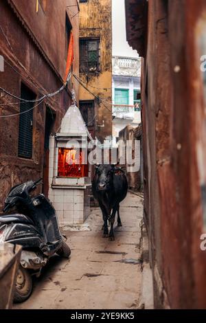 Vache marchant dans une ruelle étroite à Varanasi, Inde ; Varanasi, Uttar Pradesh, Inde Banque D'Images