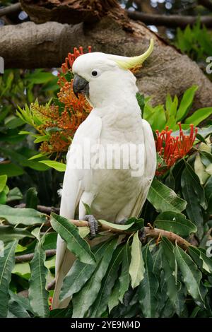 Sulphur Crested Cockatoo reproduisant des plantes rouges Banque D'Images