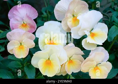 Gros plan de pansies blanches, jaunes et roses en pleine floraison Banque D'Images