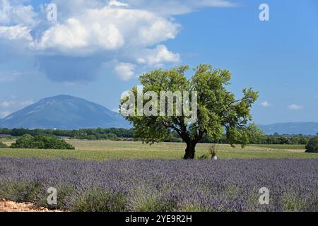 Arbre unique parmi les champs de lavande du plateau de Valensole avec les Préalpes au loin Alpes-de-haute-Provence Provence France Banque D'Images