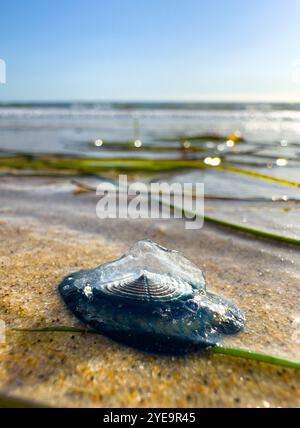 Vue en bas angle d'un organisme marin par le vent qui s'échoue sur une plage de sable du sud de la Californie. Banque D'Images