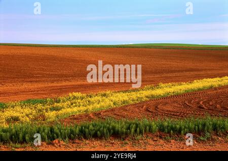 Terres agricoles près de Darnley Queens County, Î.-P.-É., Canada Banque D'Images