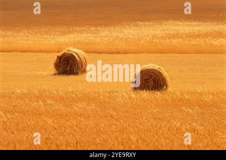 Balles de foin Saskatchewan, Canada Banque D'Images