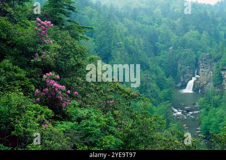 Rhododendrons en fleurs avec vue sur les chutes de Linville depuis la Blue Ridge Parkway, Caroline du Nord, États-Unis ; Caroline du Nord, États-Unis d'Amérique Banque D'Images