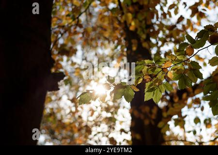 Gros plan de l'arbre avec des feuilles d'automne vertes et dorées sur les branches avec le soleil brille à travers avec un fond flou. Automne, automne, octobre Banque D'Images