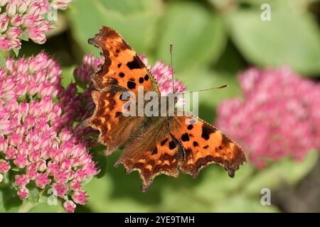 Papillon comma (Polygonia c-album) dans le jardin et le nectaring sur les fleurs d'une plante de glace (Hylotelephium spectabile Sedum) au début de l'automne Banque D'Images