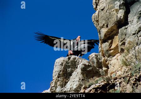 Deux Condors de Californie (Gymnogyps californianus) sur une corniche rocheuse dans le Grand Canyon, Parc National du Grand Canyon, Arizona, États-Unis Banque D'Images