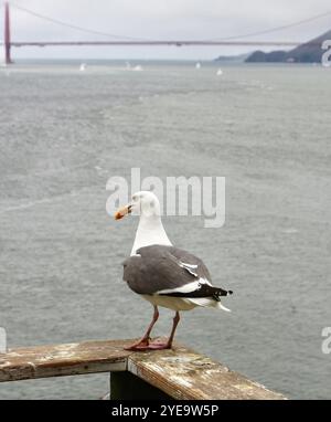 Mouette occidentale Larus occidentalis posant sur une clôture sur l'île d'Alcatraz avec le pont du Golden Gate dans la distance San Francisco California USA Banque D'Images