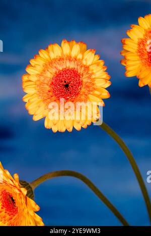 Gros plan de fleurs en plein soleil avec de l'eau en arrière-plan Banque D'Images