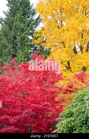 Feuillage coloré d'automne vibrant sur les arbres à Almond Park, Kitsilano, Vancouver, Canada ; Vancouver, Colombie-Britannique, Canada Banque D'Images