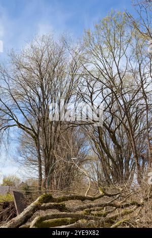 Arbre déraciné après une tempête de vent ; Vancouver, Colombie-Britannique, Canada Banque D'Images