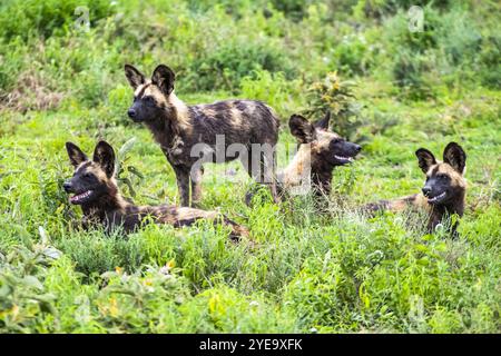 Groupe de quatre chiens sauvages africains (Lycaon pictus) dans la végétation verte dans la zone de Ndutu de la zone de conservation du cratère du Ngorongoro, Tanzanie ; Tanzanie Banque D'Images