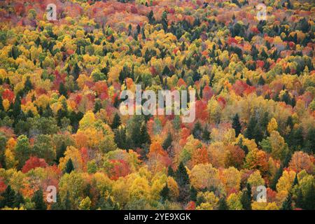 Vue d'automne depuis un point de vue sur le sentier en boucle sur Oberg Mountain, le long de la rive nord du Minnesota. Superbe, belle couleur, et un... Banque D'Images