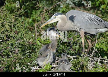 Grand héron bleu (Ardea herodias) avec poussin au nid Banque D'Images