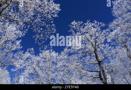 La glace de rime se forme sur les branches d'arbres contre un ciel bleu vif ; États-Unis d'Amérique Banque D'Images