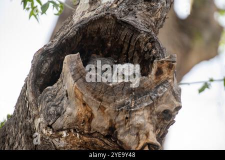 Chouette à cornes (Bubo virginianus) poussins jetant un coup d'œil hors de leur cavité de nid à Portal dans les montagnes Chiricahua, dans le sud-est de l'Arizona Banque D'Images