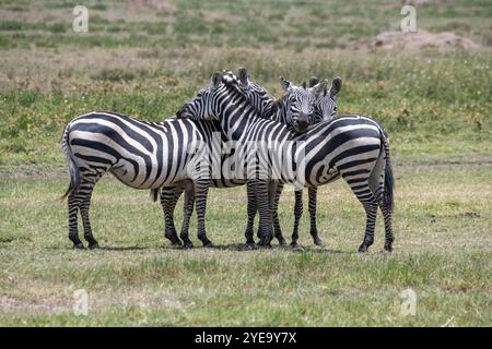 Petit groupe de zèbres communs (Equus quagga) debout blottis ensemble dans le parc national du Serengeti ; Tanzanie Banque D'Images