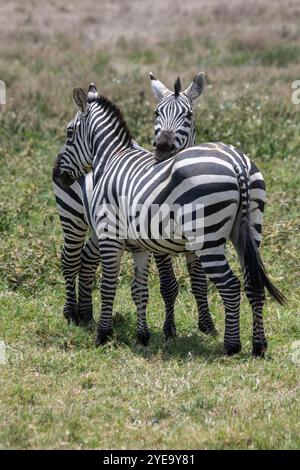 Une paire de zèbres communs (Equus quagga) se tenant côte à côte dans le parc national du Serengeti ; Tanzanie Banque D'Images