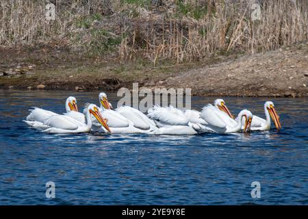 Groupe de pélicans blancs d'Amérique (Pelecanus erythrorhynchos) nageant à l'habitat faunique Walden Ponds à Boulder, Colorado Banque D'Images