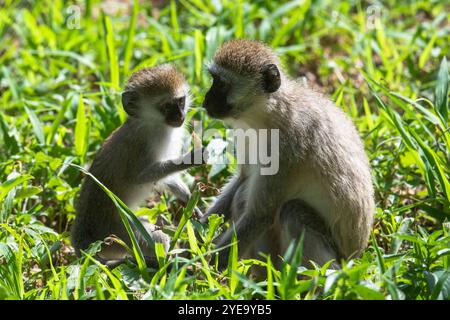 Mère et bébé singes Vervet (Chlorocebus pygerythrus) assis dans l'herbe ensemble dans le parc national de Tarangire ; Tanzanie Banque D'Images