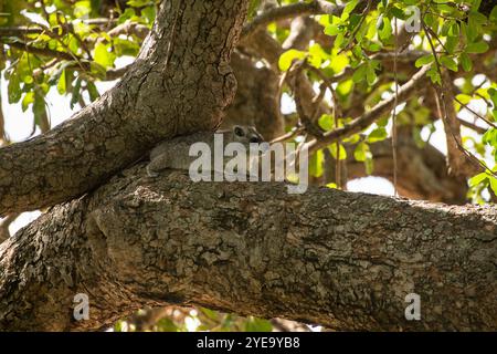 Bush Hyrax (Heterohyrax brucei) dans un arbre dans le parc national de Tarangire ; Tanzanie Banque D'Images