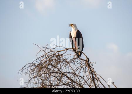 Portrait d'un aigle-poisson africain (Haliaeetus vocifer) perché dans un arbre sans feuilles contre un ciel bleu dans le parc national du lac Manyara ; Tanzanie Banque D'Images