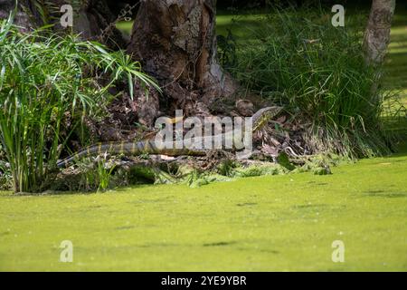 Lézard de surveillance du Nil (Varanus niloticus) au bord d'un étang couvert d'algues à Ngare Sero Mountain Lodge, Tanzanie Banque D'Images