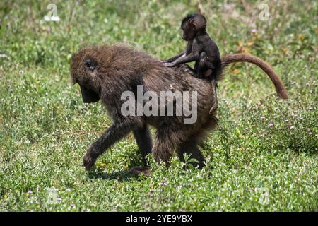 Portrait d'une femelle babouin Olive (Papio anubis) marchant à travers les prairies avec un bébé babouin chevauchant sur son dos dans le cratère Ngorongoro ; Tanzanie Banque D'Images