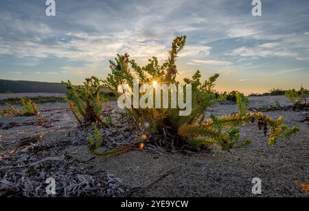 Plantes robustes prospérant sur une plage avec le coucher de soleil sur la mer. Un contexte de nature, d'écologie et d'environnement. Banque D'Images