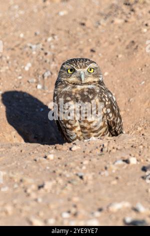Portrait en gros plan d'une chouette des terriers (Athene cunicularia) sortant la tête du sol à Casa Grande, Arizona, États-Unis d'Amérique Banque D'Images