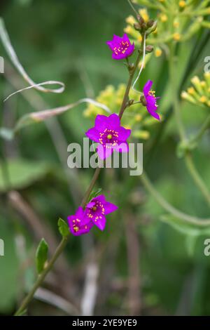 Gros plan de belles fleurs sauvages de couleur fuchsia sur une tige dans le parc national du Serengeti ; Tanzanie Banque D'Images