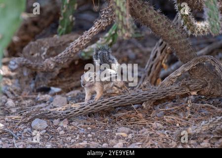 Portrait d'un écureuil antilope de Harris (Ammospermophilus harrisii) debout sur des racines regardant la caméra dans les montagnes Chiricahua près de Portal Banque D'Images