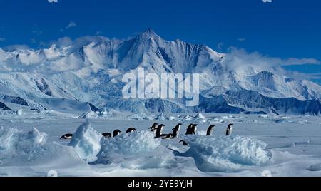 Pingouins Adelie (Pygoscelis adeliae) marchant à travers le paysage glacé par une journée ensoleillée avec le Mont Herschel (3335 m) des montagnes de l'Amirauté et la... Banque D'Images