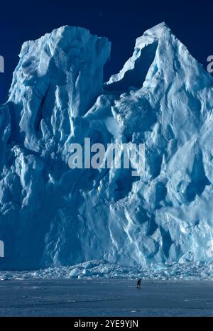A Lone, Empereur Pingouin (Aptenodytes forsteri) marchant à travers un paysage glacé devant un mur de glace, sous un ciel sombre, Auster Colony, East Antarc... Banque D'Images