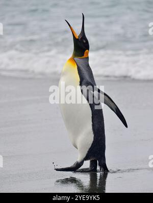 Portrait d'un manchot royal avec son bec ouvert appelant tout en se tenant debout sur la plage de Gold Harbour avec le surf de l'océan Atlantique Sud en ... Banque D'Images