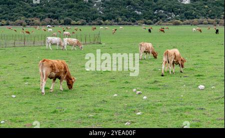 Un grand pré d'herbe, champ, avec un grand troupeau de bétail de ferme se nourrissant sur l'herbe verte. Banque D'Images