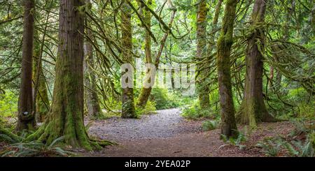 Sentier à travers une forêt moussue ; lac Cultus, Colombie-Britannique, Canada Banque D'Images