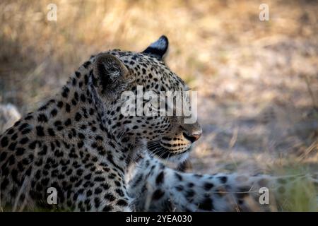 Le léopard d'Afrique (Panthera pardus pardus) est la sous-espèce nominale du léopard, originaire de nombreux pays d'Afrique. Banque D'Images
