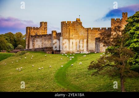 Château d'Alnwick avec troupeau de moutons de pâturage, vu du pont du Lion ; Alnwick, Northumberland, Angleterre Banque D'Images