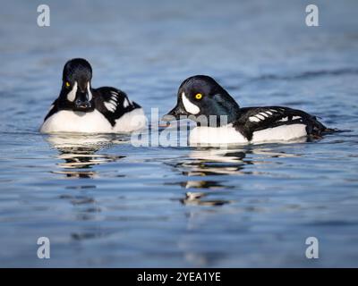 Les drakes goldeneye de Barrow (Bucephala islandica), distingués par les marques en forme de croissant derrière les factures, se nourrissent dans Resurrection Bay près de Sewa... Banque D'Images