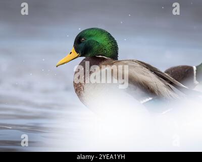 le canard colvert (Anas platyrhynchos) repose dans une section non gelée d'un étang du centre-sud de l'Alaska au milieu de l'hiver. Tant que la nourriture et l'eau libre sont av... Banque D'Images