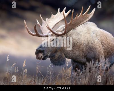 L'orignal-taureau mature de l'Alaska (Alces alces) se déplace dans une prairie alpine haute au cours de l'ornière de la fin de l'automne ; Alaska, États-Unis d'Amérique Banque D'Images