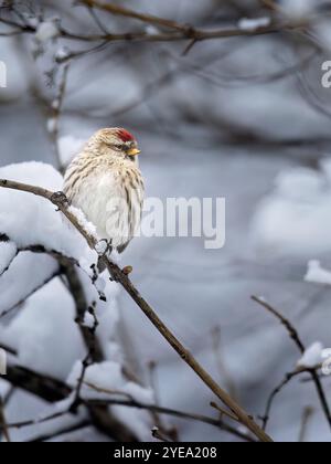 Femelle rougeole commune (Acanthis flammea) repose sur une branche d'arbre enneigée ; Alaska, États-Unis d'Amérique Banque D'Images