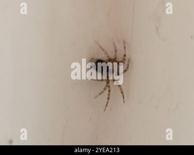 Araignée murale (Oecobius navus) Banque D'Images