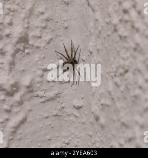 Araignée murale (Oecobius navus) Banque D'Images
