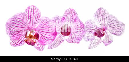Trois orchidées hautes clés en rose et blanc sur un fond blanc ; Studio Banque D'Images