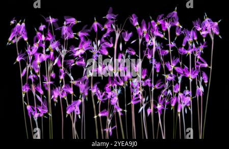 Violet Wild Shooting Star Blossoms (Dodécatheon meadia) sur fond noir ; Studio Banque D'Images