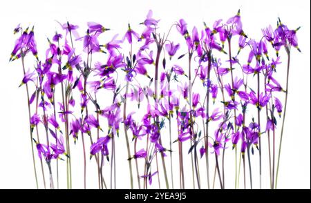 Violet Wild Shooting Star Blossoms (Dodécatheon meadia) sur fond blanc ; Studio Banque D'Images