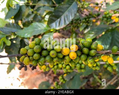Grains de café vert non mûrs mûrissant sur une plante dans une plantation en Amérique centrale Banque D'Images