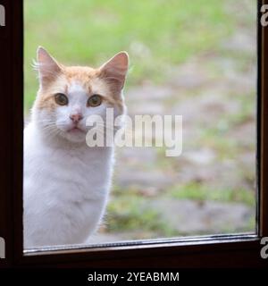 Chat regarde dans une fenêtre de l'extérieur ; Ponta do Pargo, Madère, Portugal Banque D'Images